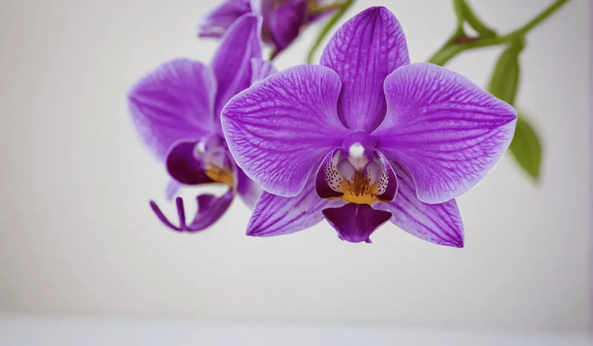 Jak pielęgnować kwiat dendrobium nobile?