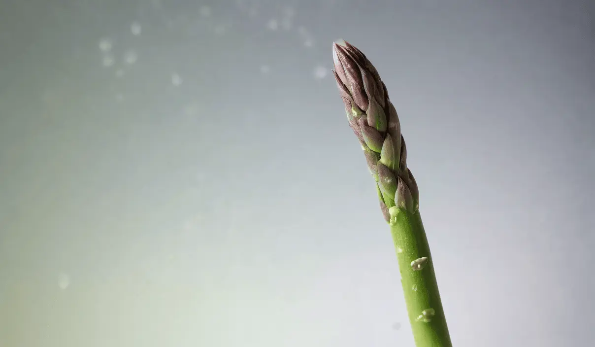 Jak pielęgnować asparagus?